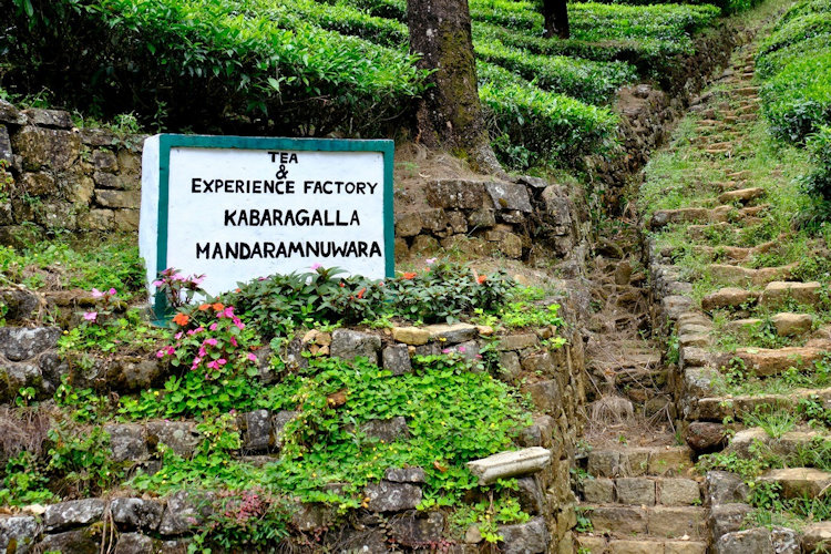 Sri Lanka tea plantation